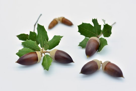 Bellotas y hojas de encina sobre fondo blanco