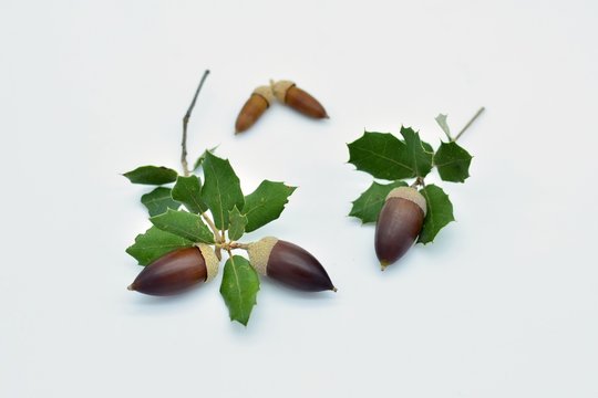Bellotas y hojas de encina sobre fondo blanco