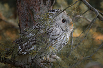 Great bird of prey tailed owl in profile on a branch among a yellowed forest