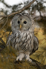 Great bird of prey tailed owl among yellowed pine branches