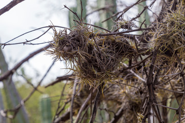 Moss macro bokeh blurred background