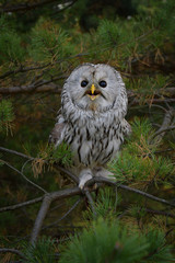 Great bird of prey tailed owl among pine branches
