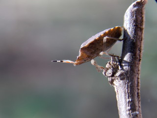 beetle on a dry plant