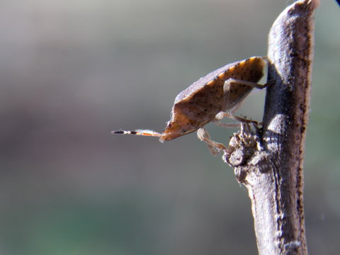 beetle on a dry plant © oljasimovic
