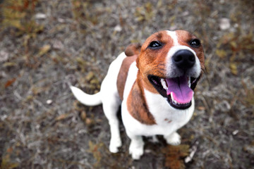 contented dog jack russell terrier sits on the ground and looks at the owner. view from above.