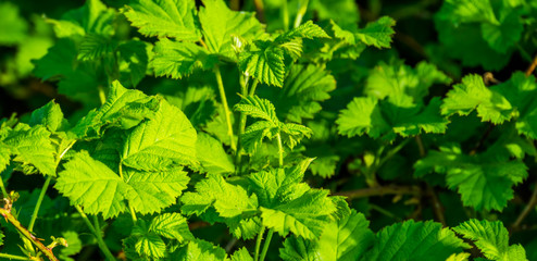 closeup of the leaves of a salmonberry plant, tropical bramble plant specie from north America,...