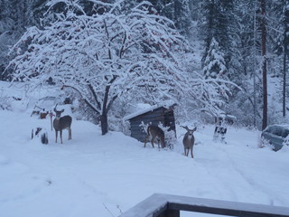 Deer Nosing For Apples in Snow under apple tree 