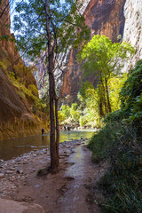 zion narrows