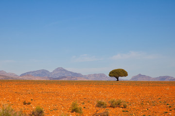 lonesome tree south africa