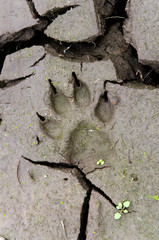 Dog paw print in cracked wet mud