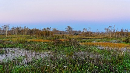 autumn foliage in a cypress swamp