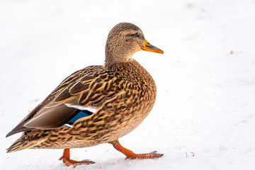 Female duck walks in the snow