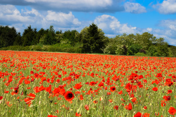 Fototapeta na wymiar Red poppy field of poppies