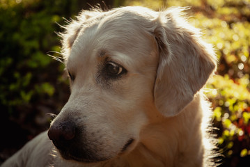 Golden Retriever