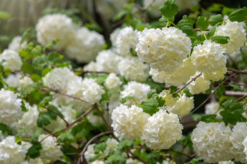 Lush white flowers of viburnum roseum.