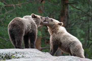 Brown bears playing at zoo