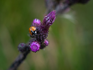 Ladybug on flower