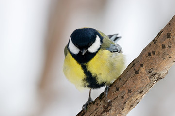 Great tit parus major sitting on branch of bush. Cute common colorful park songbird. Bird in wildlife.