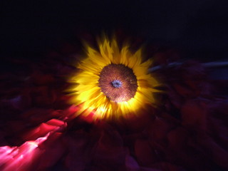 Girasol