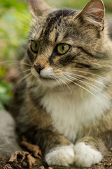 Europäische Waldkatze Nahaufnahme