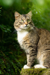 Portrait einer Europäischen Waldkatzen
