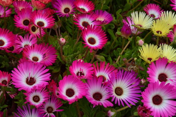 Mesembryanthemum flowers in pink and yellow