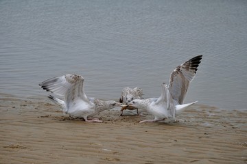 seagulls in flight
