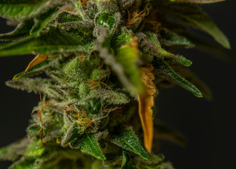 Macro view of color French cookies variety of marijuna with black background