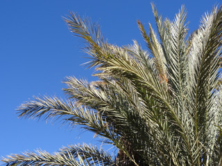 Palmen in Marokko