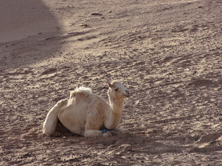 Baby Albino Kamel alleine in der Wüste