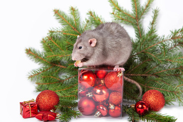 Charming rat Dumbo with Christmas decorations. 2020 year of the rat. Chinese New Year. Christmas card. Sprigs of spruce, red Christmas balls.