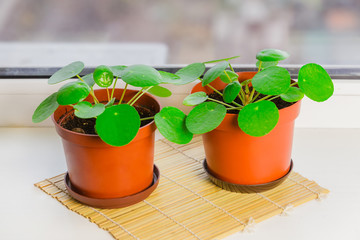 Pilea peperomioides, money plant standing on the windowsill. Home plant in pot