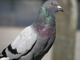 Paloma