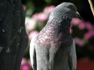 Paloma
