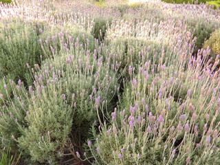 Plantas de Lavanda