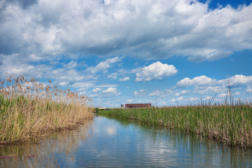 Landscape of Tisza lake with reed in Hungary