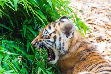 tiger in zoo
