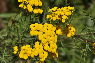 Tansy ordinary blooms in the wild