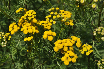 Tansy ordinary blooms in the wild