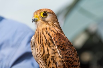 bird of prey