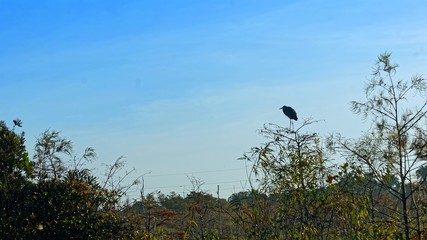 osprey perched in cypress tree