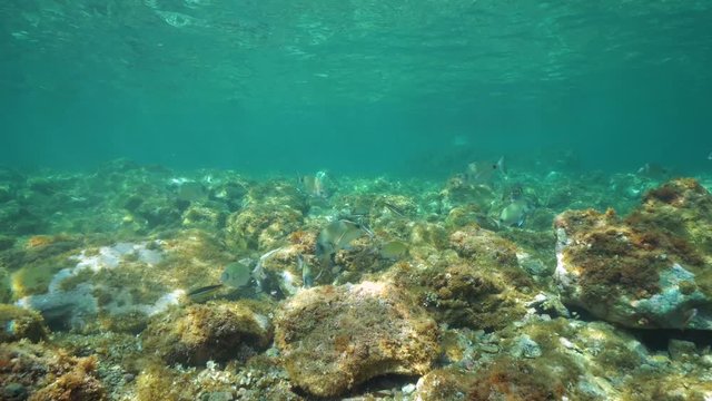 Underwater seascape, seabreams fish and shallow rocky seabed in the Mediterranean sea, static scene, Pyrenees-Orientales, Occitanie, France