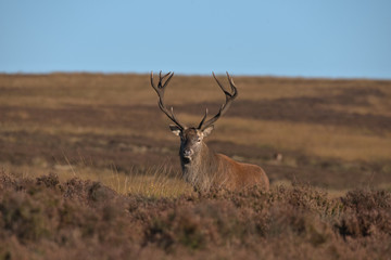 Cervus elaphus , Red deer stag in the Peak district