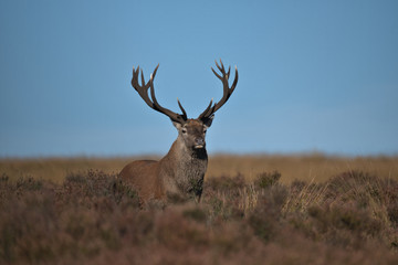 Cervus elaphus , Red deer stag in the Peak district