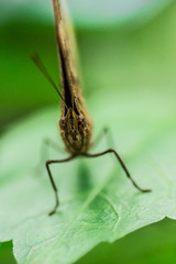 Schmetterling mit geschlossenen Flügeln