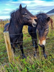 Obraz premium horse in the field