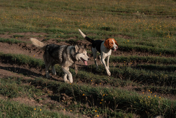 Two dogs walks in the mountains. Friendship, pet and human