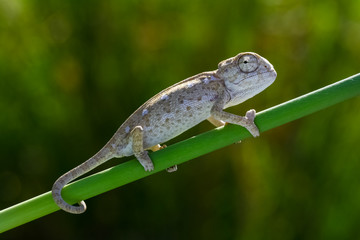 chameleon on leaf
