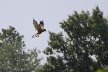 suchender Falke