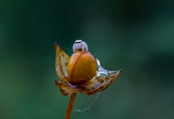 tiny spider